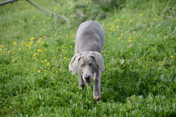 weimaraner