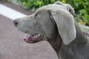 weimaraner
