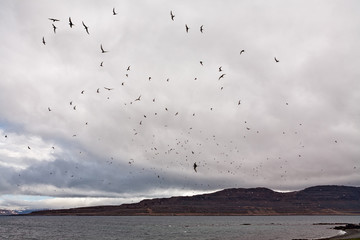 Flock of birds in Vigur island, Iceland
