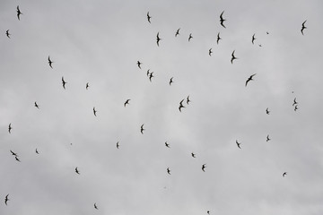 Flock of birds in Vigur island, Iceland