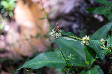 A bee's work