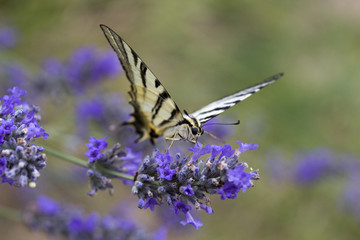 Scare Swallowtail (Iphidides podalirius) Butterfly