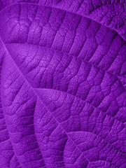 Ultra Violet background made of fresh green leaves. Ultra Violet backdrop for your design. Trendy color concept of the year.
