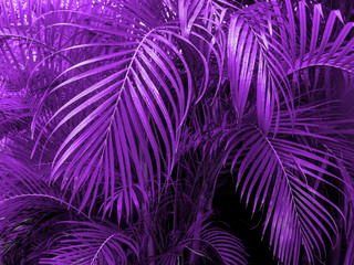 Ultra Violet background made of fresh green leaves. Ultra Violet backdrop for your design. Trendy color concept of the year.