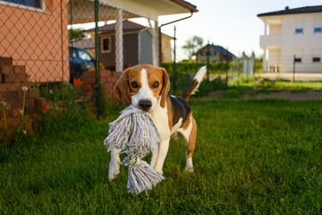 Dog run beagle jumping fun