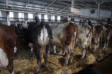 vaches laitière en traite