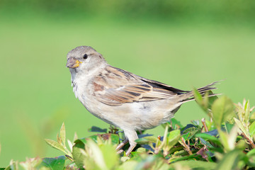Sparrow bird on the bush on green background