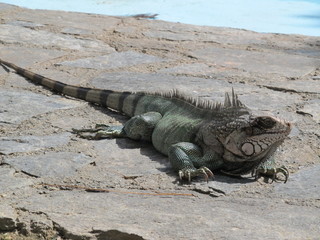 iguana