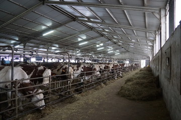 troupeau de vache laitière