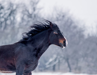 Fototapeta na wymiar Heavy horse stallion to run freely on the snowfield