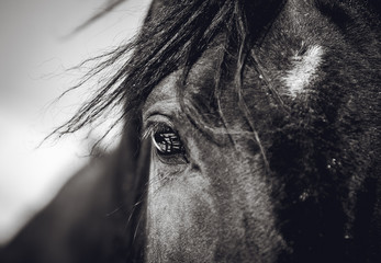 Piękny wygląd konia z odbiciem w oczach - 196685383