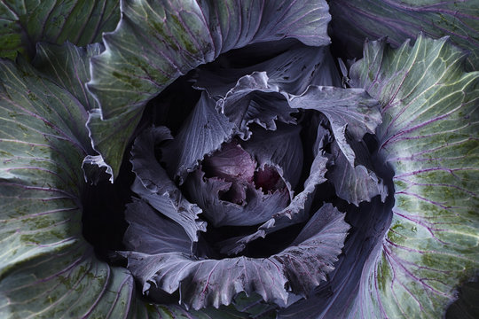 Red Cabbage