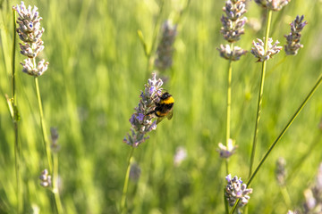 The Landscape in Tuscany is just beautiful with all those Vineyards where good Vines were born and the small Villages.