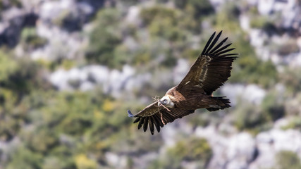 Vulture in flight in Casares Spain