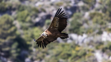 Griffon Vulture Flying in the Mountains