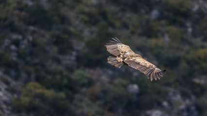 Griffon Vulture in flight