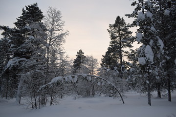 Lapland_12
