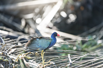 Spectacled Caiman Costa Rica