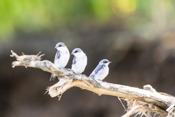 three Mangrove Swallows perching on branch at Tarcoles River