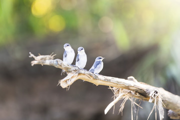 three Mangrove Swallows perching on branch at Tarcoles River