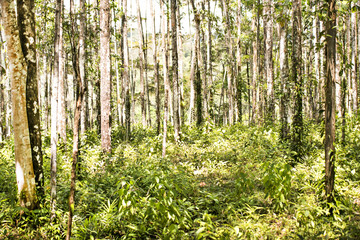 Obraz premium Beautiful, vegetation from the cloud-forests from Costa Rica.
