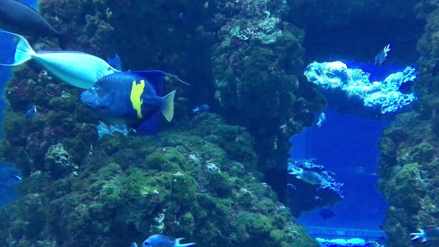 Fische im Riff