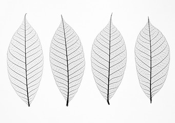 Transparent leaves  on white