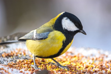 Obraz premium cute birds Tits in the Park sitting on a stump