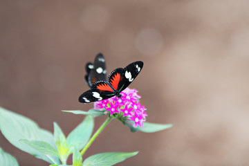 Butterfly native to the tropical rainforest of Costa Rica
