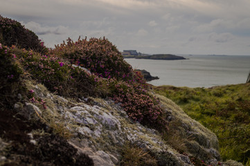 White rocks covered in lichen and beautiful purple Bell Heather overlooking the bay.