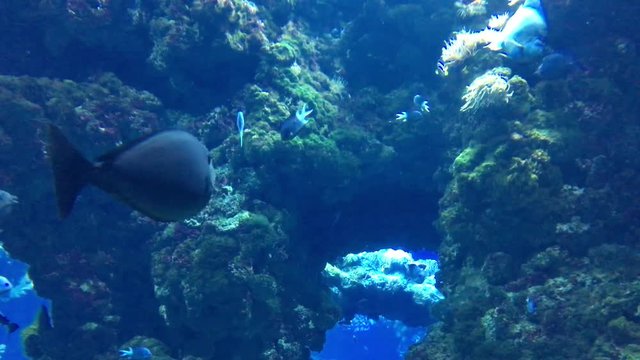 Fische im Riff