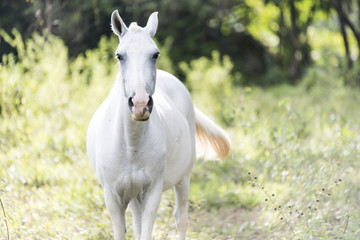 White horse on a Costa Rica field
