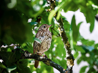 portrait of a bird . Young fieldfare (Turdus pilaris) is hiding in the green bushes while waiting for feeding.