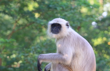 Fototapeta premium Wild monkey Udaipur India