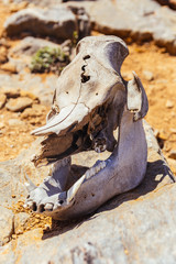 A skull from some animal left on the beach