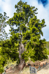 Vilaflor, Tenerife, Canary Islands, Spain: Pino Gordo, one of the oldest  pine tree in the world, aproximately 700 years old.