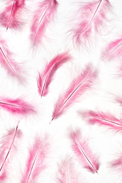 Pink feathers on white