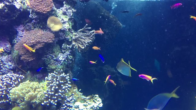 Fische im Riff