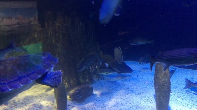 Fische, Meeresschildkr&ouml;te im Riff