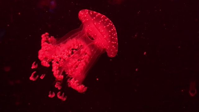 Qualle, Meduse
