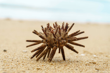 French Sea Urchin Specimen on the sand