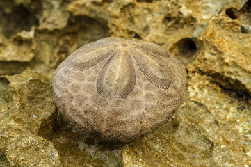 sand dollar or sea cookie or snapper biscuit