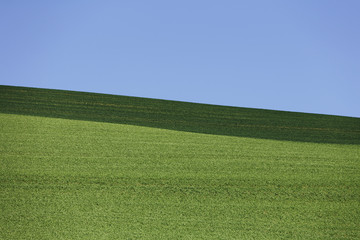 Field of freshly planted wheat, shadow across horizon