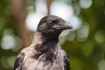 The crow looking at you
