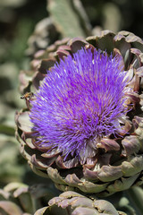 Artichoke Bloom