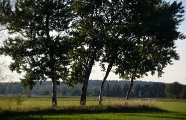 Obraz premium Baumreihe