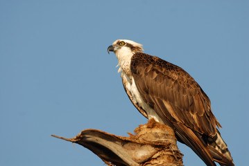 Pandion haliaetus