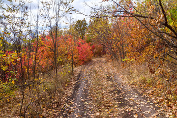 Fototapeta na wymiar Beautiful autumn landscape - road covered with fallen leaves, north-east of Ukraine.