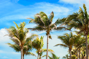 Branches of palms under blue sky. Cuba, Varadero
