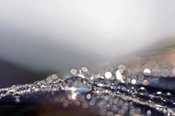 Wassertropfen glitzern in der Morgensonne